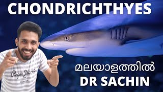 class chondrichthyes  malayalam  animal kingdom  class 11  plus one  knowledge vlogger [upl. by Akiras181]