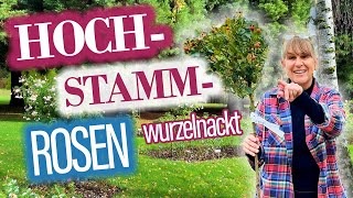 HochStammRosen  ausführlich ERKLÄRT🌹🍂👀 Wurzelnackt pflanzen und überwintern 2023 [upl. by Austreng]