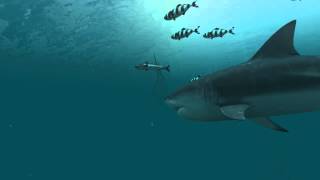 Sharks 3D Live Wallpaper and Screensaver [upl. by Teyut]