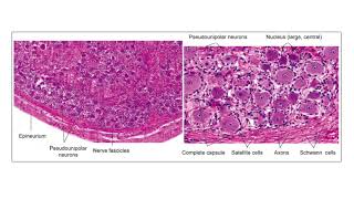 ganglion histology [upl. by Salohci]