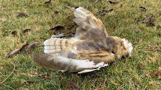 Hawk Eats Owl  2 predators only 1 Survives [upl. by Dyol]