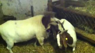 Making of Little boergoats burenziegen [upl. by Atikihs36]