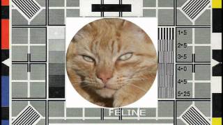 Fings aint what they used to be  Feline Test Card 4 [upl. by Alfons166]