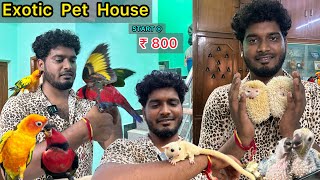 Exotic Pet Animals 😱 இதெல்லா எப்படிதா வழக்குராங்க🤯Rare Variety Pets  HedgehogSugar glider [upl. by Harleigh]