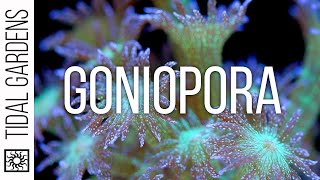 Goniopora Coral Care Tips [upl. by Yanal]