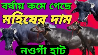 বর্ষায় কম দামে খামার উপযোগী মহিষ কিনুন। হাট থেকে খামার উপযোগী মহিষের দাম জানুনমহিষখামারforyou [upl. by Guildroy]