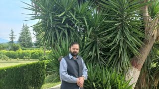 Medicinal plants Cultivation at NTHRI Shinkari by ProfDrGhulam Mujtaba Shah [upl. by Ngo]