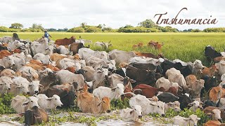 TRASHUMANCIA Vaquerías rodeo arreo de ganado ganadería tropical Llanos sabanas pampas Campo [upl. by Rather]