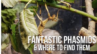 Phantastic Phasmids and Where to Find Them [upl. by Asa347]