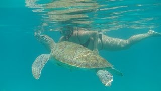 Barbados Swimming with Turtles  CALABAZA Sailing [upl. by Nancie]