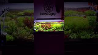 Bitkili Akvaryum odası bitkiliakvaryum aquascape aquarium aquascaping akvaryumbitkisi fish [upl. by Kinemod664]