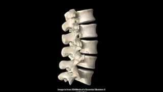 Anatomía del esqueleto del tronco en 3d [upl. by Audi]