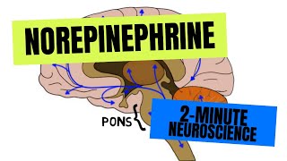 2Minute Neuroscience Norepinephrine [upl. by Alick]