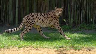 International Cheetah Day 2022  Busch Gardens Tampa Bay [upl. by Rolanda971]