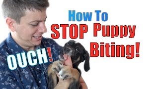 How to Train a Puppy NOT to BITE [upl. by Noreik545]