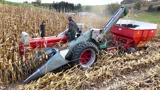 Picking Corn On A Small Family Dairy Farm Harvest 2024 [upl. by Amiel]