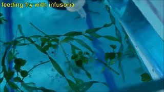 How to culture infusoria the easiest and fastest way  culturing infusoria without a starter [upl. by Durware]