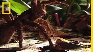 Largest Spider in the World  GIANT Tarantula  National Geographic [upl. by Yssis844]