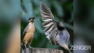 Randy Bird Performs Elaborate Mating Dance For Unimpressed Female That Promptly Flies Away [upl. by Aline429]