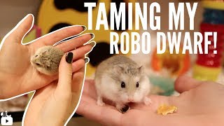 TAMING MY ROBOROVSKI HAMSTER [upl. by Eyanaj]