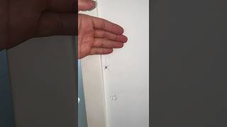 DEIXEI A ARANHA ME PICAR PRA VER SE VIRO O HOMEM ARANHA 🕷️ [upl. by Nivrehs]