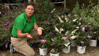 Pugster buddleia has beautiful flowers compact size [upl. by Rech]