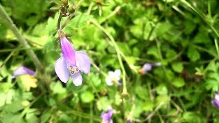 植物観察｜ムラサキサギゴケは5月になるとトキワハゼに似てくる件について追究してみた [upl. by Itnahsa]