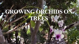 How to grow orchids on outside trees [upl. by Disini]