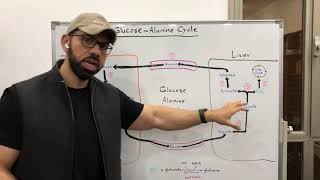 Glucose  Alanine Cycle [upl. by Dowlen589]