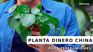 Pilea peperomioides o planta del dinero china 👩‍🌾 Características y cuidados 🌱 Bricomanía [upl. by Nennahs]