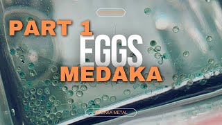 【MEDAKA】Part 1 Medaka Eggs StepbyStep Process Collecting  Maintaining メダカの卵管理 medakahead【メダカ】 [upl. by Perot304]