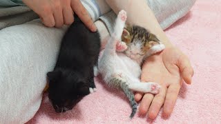 Two Tiny Kittens Are Learning How To Be a Cat [upl. by Wynn572]