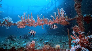 HMAS Perth II Wreck Dive 24 March 2024 [upl. by Nady]