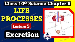 Life Processes Class 10 Science Biology  Excretion  Excretory System  Excretion in Plants [upl. by Elberta]