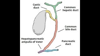 biliary treebiliary tractpathway of bile in bangla [upl. by Anama]