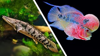 Top 5 LARGE Fish For Your Aquarium [upl. by Cirdec739]