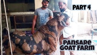 big sirohi goat Pansare goat farm part 4 [upl. by Riccio]