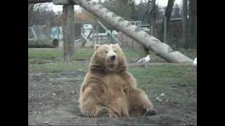 KODIAK GRIZZLY BEAR makes POOPING FACE [upl. by Amberly]