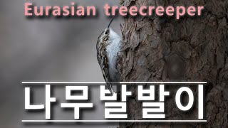 Eurasian treecreeper 나무발발이 최종 [upl. by Archangel852]