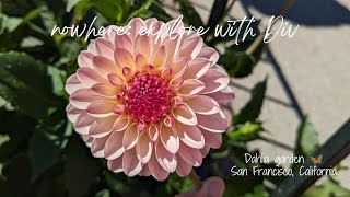 Dahlia garden  San Francisco CA [upl. by Nnairak]