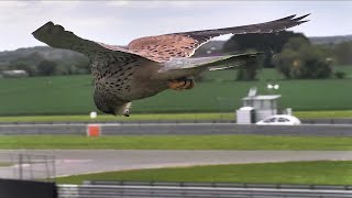 Beautiful Kestrel Hovers in Hunting Mode  ViralHog [upl. by Vassaux]