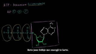 Frymemarrja qelizore ATP adenozine trefosfate pjesa 1 [upl. by Gnirol]