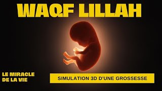 ► Le miracle de la vie simulation 3D dune grossesse [upl. by Ardnik]