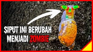 Parasit Ini Mengubah Siput Menjadi Zombie  Cerita Bumi [upl. by Oznarol302]