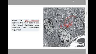 islets of langerhans amp pineal gland histology  Dr Ahmed Mostafa  أطباء [upl. by Carberry]