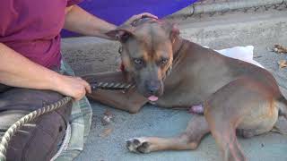 A5112589 Herman  Pit Bull [upl. by Neirad]