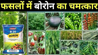 फसलों पर बोरोन के चमत्कार ।। बोरोन का फसलों में महत्व ।। Boron 20 ।। Boron Fertilizer ।। बोरोन खाद [upl. by Cramer445]