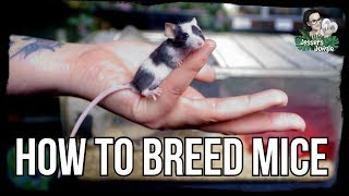 HOW TO BREED MICE [upl. by Poucher618]