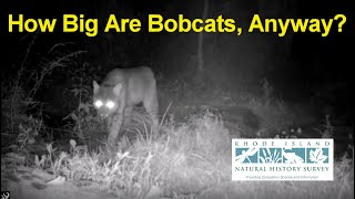 How Big Are Bobcats Anyway [upl. by Fair]