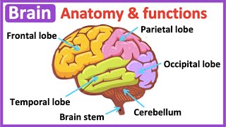 Brain anatomy amp function 🧠 Easy science learning video [upl. by Derina]